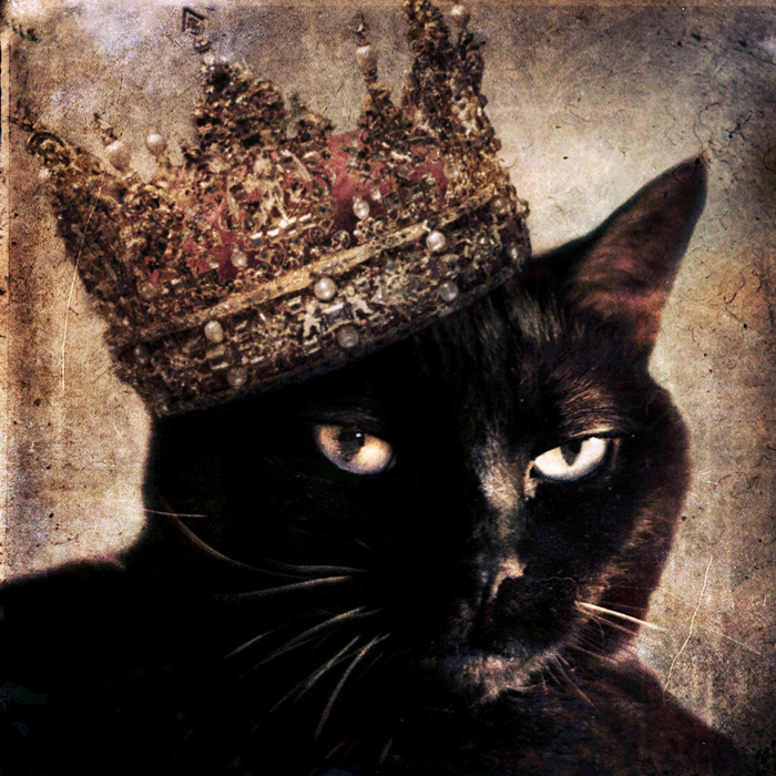 Queen Cora Cat